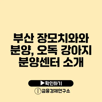 부산 장모치와와 분양, 오독 강아지 분양센터 소개