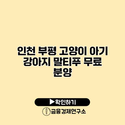 인천 부평 고양이 아기 강아지 말티푸 무료 분양