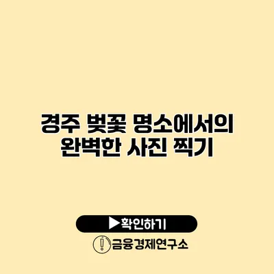 경주 벚꽃 명소에서의 완벽한 사진 찍기